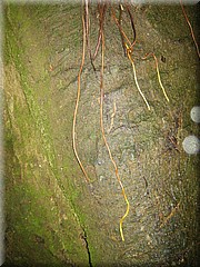 28062005_img_2055_frank.JPG