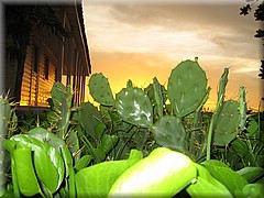 29062005_img_2431_frank.JPG